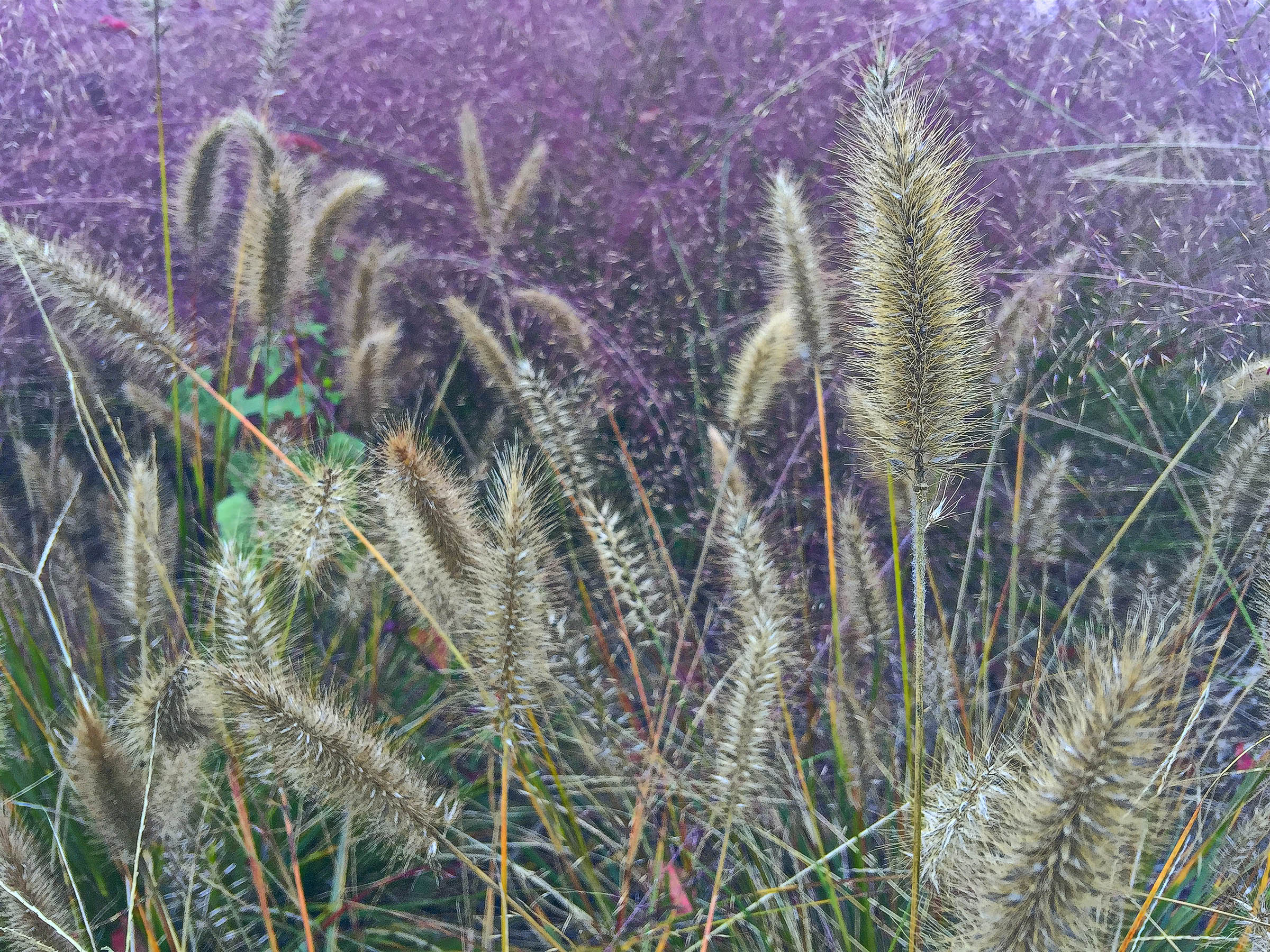 Summer Grasses, High Desert, New Mexico
