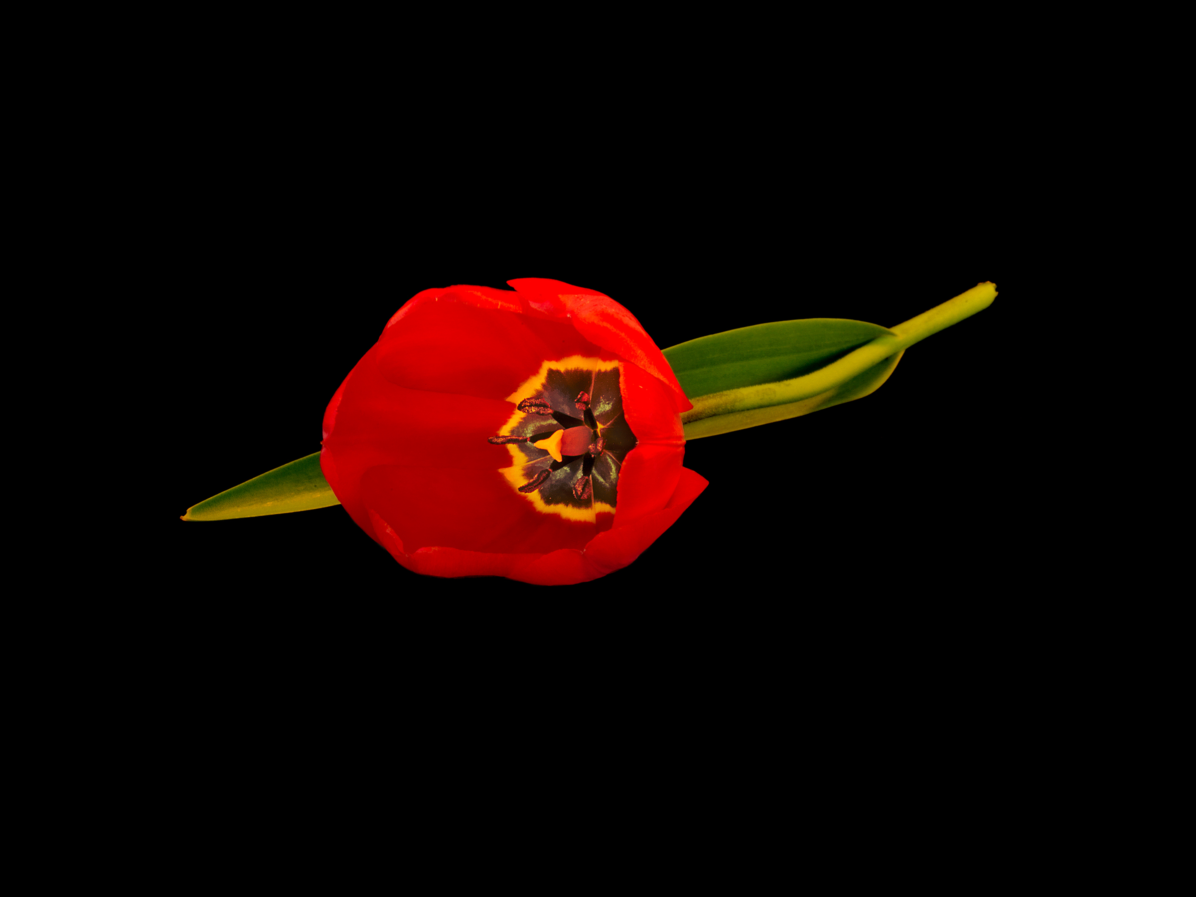 A fresh new Tulip, Spring in Taos, Wick Beavers NYC Portrait Photographer