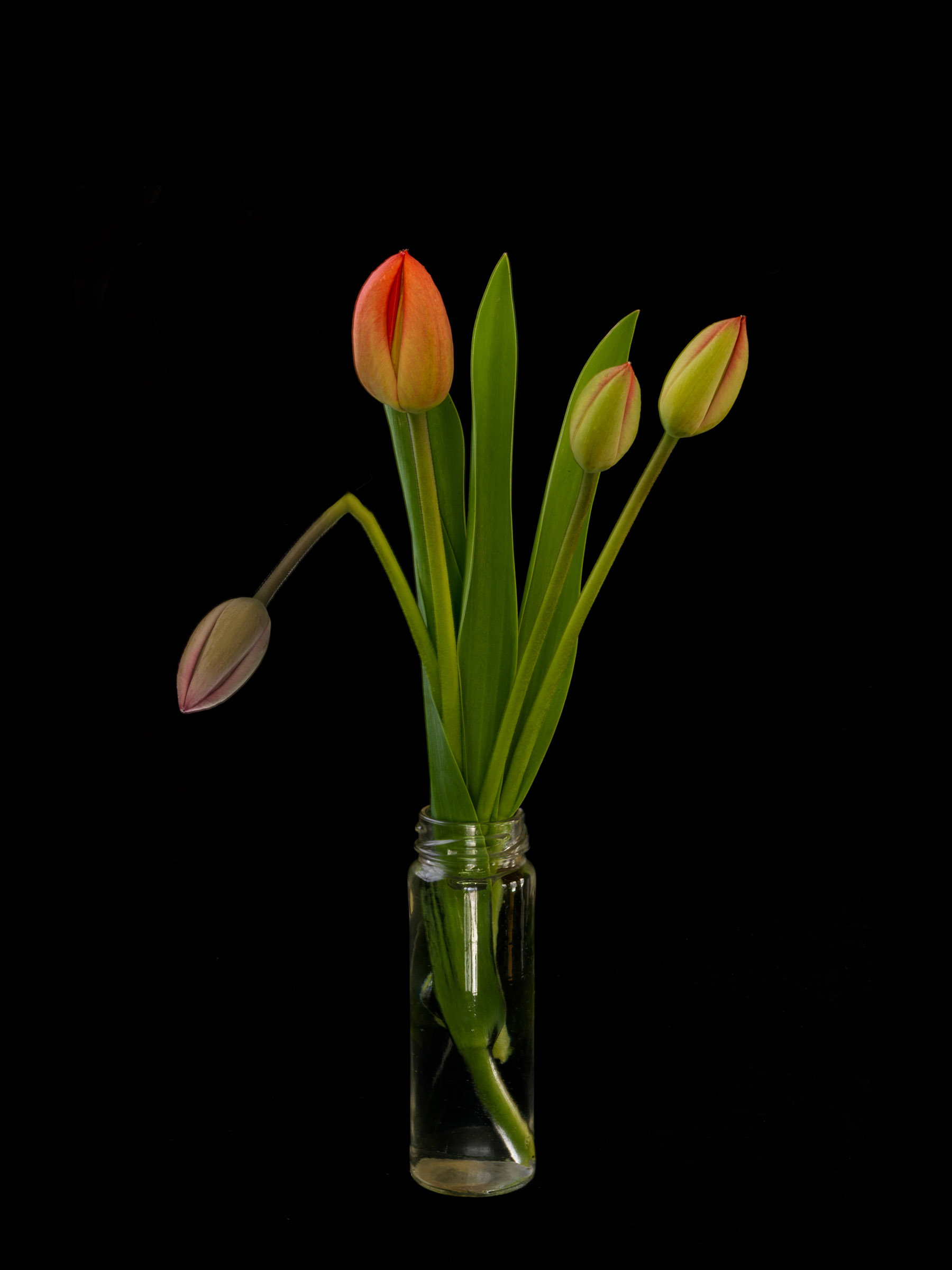 Tulips One Dead Arrangement, Wick Beavers Still Life Photographer NYC